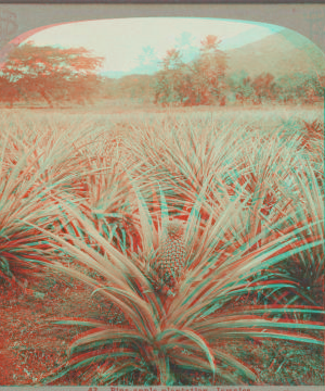 Pine-apple plantation, Jamaica. 1899