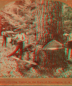 Cutting timber in the state of Washington, U.S.A. 1898 1870?-1920?