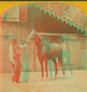 Asteroid. (Race horse.) 1865?-1885?