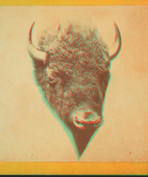 [Head of a buffalo.] 1865?-1925? 187-