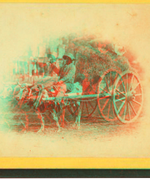 15th Amendment bringing his crop to town. [Man on an oxcart loaded with hay.] 1868?-1900?