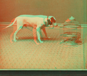 [Studio view showing a dogs with a bird in a cage.] 1865?-1905?