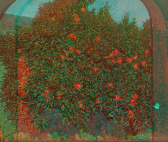 Orange Tree in Fruit and Bloom. Los Angeles, California. 1870?-1906 1905