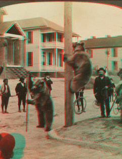 Acrobats far from their mountain home -- grizzly bears in a street at Jacksonville, Florida. [1905] 1870?-1906?