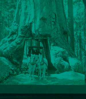 Wawona, as we drove through it, Mariposa Grove, California. 1867?-1902 1902