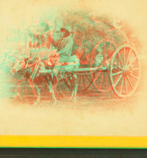 15th Amendment bringing his crop to town. [Man on an oxcart loaded with hay.] 1868?-1900?