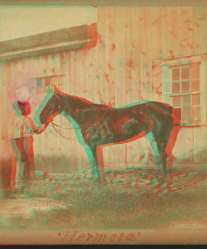 [Horse named] Hermosa. 186--187- 1865?-1885?