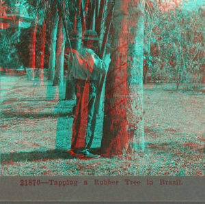 Tapping a Rubber Tree in Brazil. [ca. 1900]