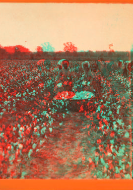 Cotton field. 1870?-1885?