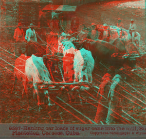 Hauling car loads of sugar cane into the mill. Sugar Plantation, Caracas, Cuba. [ca. 1900]