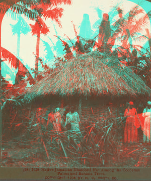 Native Jamaican Thatched Hut among the Cocoanut Palms and Banana Trees. 1904