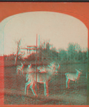 The deer. [1865?-1901?]