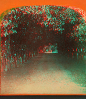 [Orange archway on Mr. Ball's place, known as Lover's Lane.] 1868?-1895?