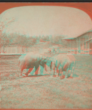 Elephants. [1865?-1901?]