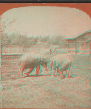 Elephants. [1865?-1901?]