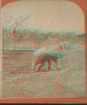 Elephant in Central Park. [1865?-1901?]