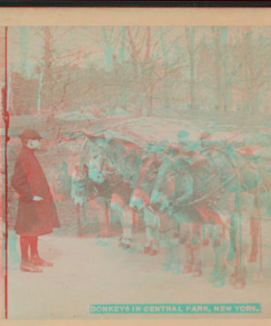 Donkeys in Central Park, New York. c1896 [1865?-1901?]