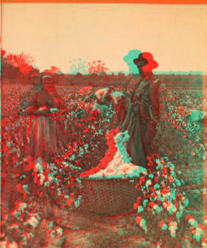 Cotton field. 1870?-1885?