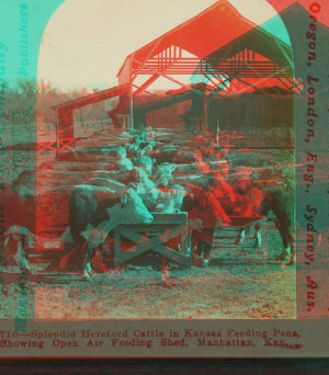 Splendid hereford cattle in Kansas feeding pens showing open air feeding shed, Manhattan, Kan. 1868?-1906?