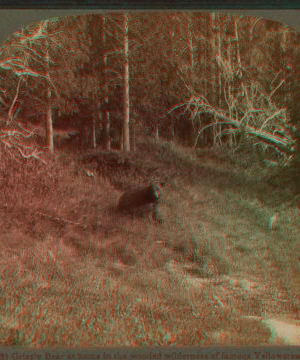 Grizzly Bear at home in the wooded wilderness of famous Yellowstone Park, U.S.A. 1901, 1903, 1904