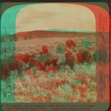 Wild Buffalo, One of Americaís 'First Families,' at home on a sunny slope, Yellowstone Park, U.S.A. 1901, 1903, 1904