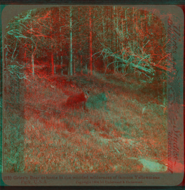 Grizzly Bear at home in the wooded wilderness of famous Yellowstone Park, U.S.A. 1901, 1903, 1904