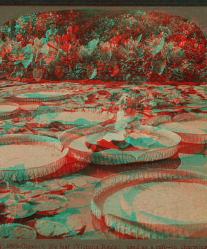 Gigantic lily leaf (Victoria Regia)used as a raft--in charming Como park, St. Paul, Minn. 1862?-1903