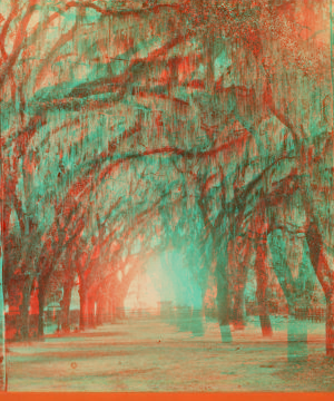 Moss Avenue, Bonaventure, Savannah, Ga. 1860-1890 1866?-1905?