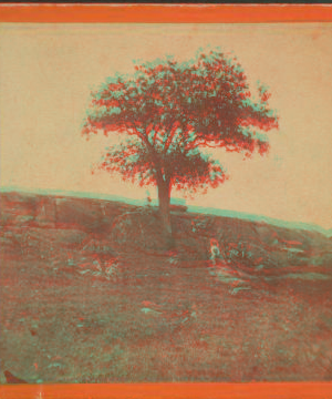 Ancient Nutmeg Tree, near Mount Hope. [1865] 1860?-1885?