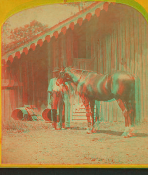 Lexington. (Race horse.) 1865?-1885?