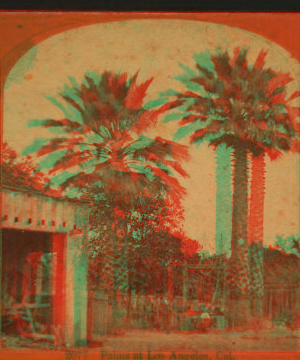 Palms at Los Angeles, Cal. 1870?-1909? 1878?