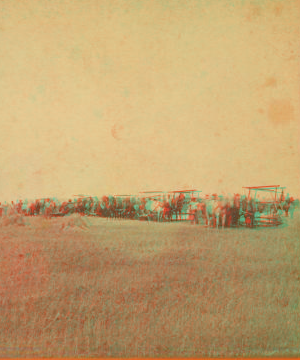 Harvesting, Williams Farm, D.T. 1876?-1903?