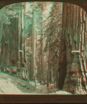 Looking through Pittsburg and New York to Vermont and Wawona Trees, Mariposa Grove, Cal, U.S.A. 1900?-1905? 1900-1905