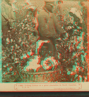 Picking cotton in a great plantation in North Carolina, U.S.A. 1865?-1903