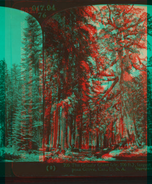 The Grizzly Giant (cir. 106 ft.). largest of the Big Trees, Mariposa Grove, Cal., U.S.A. 1900?-1905? 1900-1905