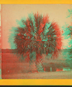 The Palmetto. 1867?-1905? [187-]