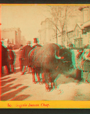 Buffalo Indian chief. [Plooking at a buffalo on an unidentified street.] 1865?-1915?