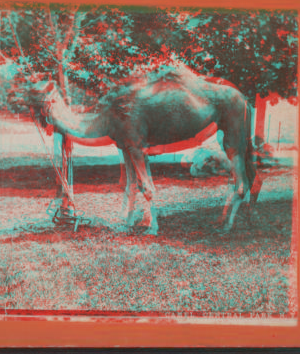 Camel, Central Park, N.Y. [1865?-1901?]