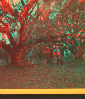 Live oaks, Habersham place, Port Royal Island, S.C. 1865?-1880?