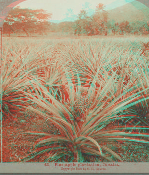 Pine-apple plantation, Jamaica. 1899