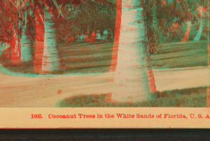 Cocoanut [coconut] trees in the white sands of Florida, U.S.A. 1870?-1910?