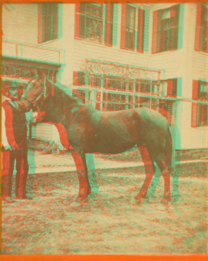 Man holding reins of horse. 1869?-1910?