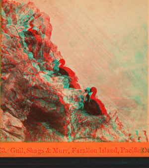 Gull, Shags & Murr, Farallon Islands, Pacific Ocean. 1867?-1880? 1861-1873