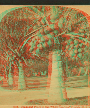 Cocoanut [coconut] trees in the white sands of Florida, U.S.A. 1870?-1910?