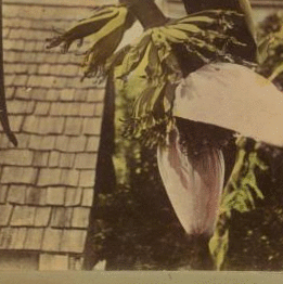 Banana blossoms. 1870?-1910?