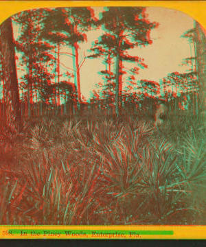 In the Piney Woods, Enterprise, Florida. ca. 1872 1870?-1890?