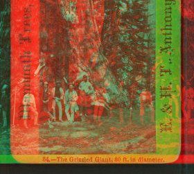 The Grizzled Giant, 80 ft. in diameter. 1860?-1874? 1860-1874