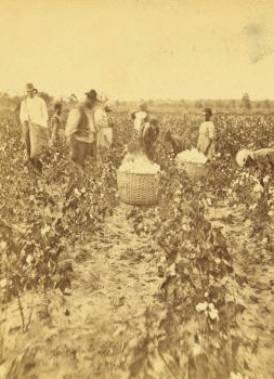 Picking cotton. 1868?-1900?