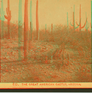 The great American cactus, Arizona. ca. 1885 1864-c1903