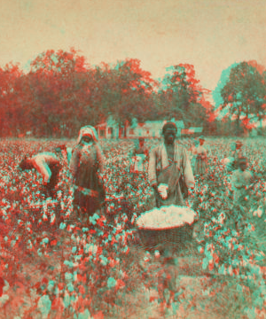 Cotton Field. [ca. 1865]